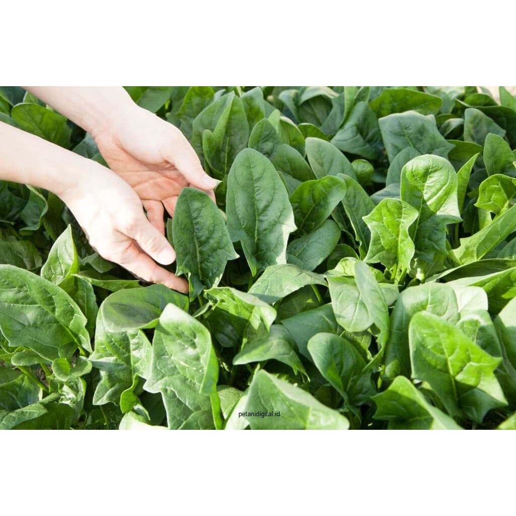 Biji Benih Bibit Tanaman Sayuran Bayam Jepang Repack Super Altire Takii Seed Bisa Untuk Hidroponik dan Konvensional-6