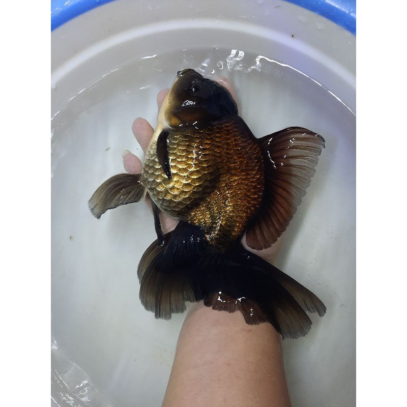 

ikan koki