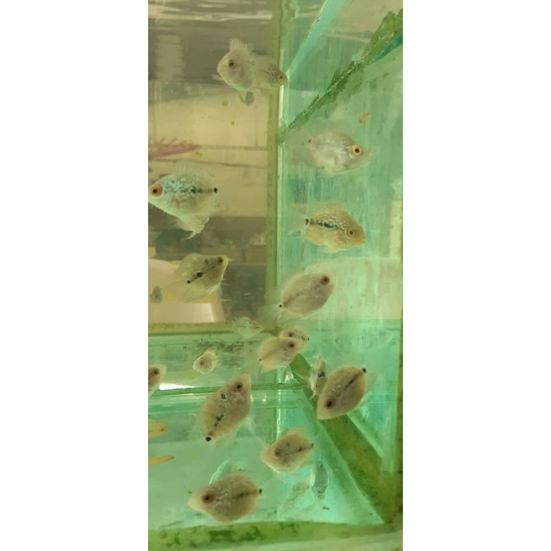 burayak ikan louhan bonsai srd