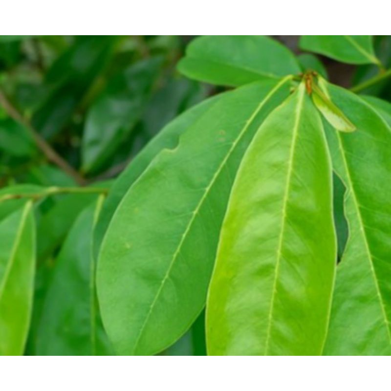 

daun sirsak fresh