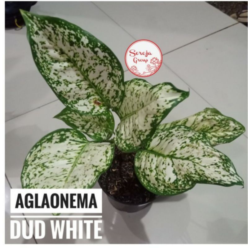 Tanaman Hias Aglaonema Dud White / Aglonema Dud white