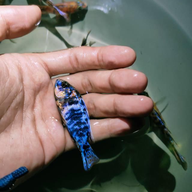 Cichlid OB Peacok Africana