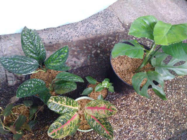 Aglaonema Donna Carmen
