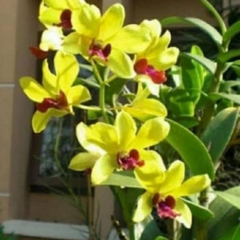 Pohon Anggrek Dendrobium Bunga Kuning Tanaman Hias Pohon Bunga Anggrek Hidup