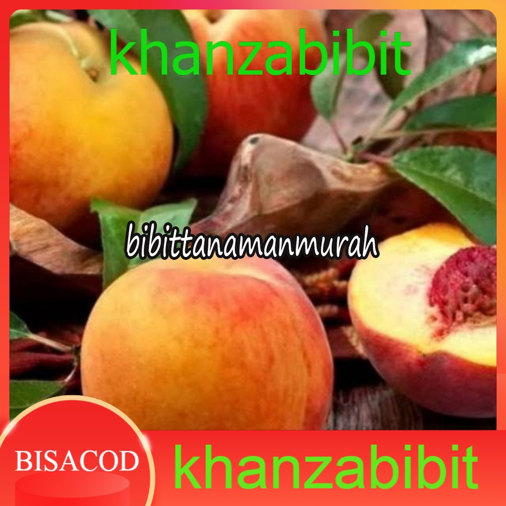 Bibit buah persik super (KHANZA)