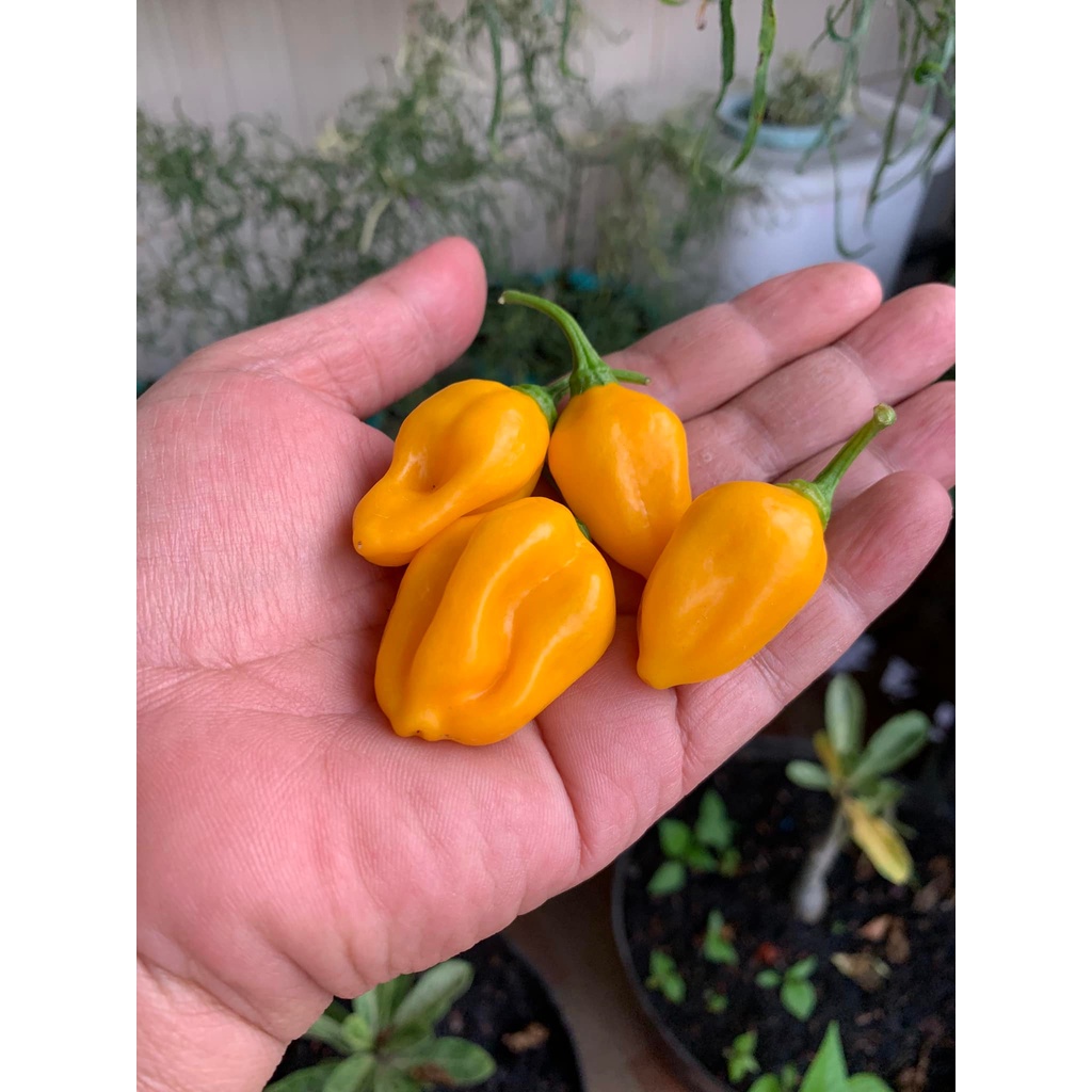 Benih Bibit Biji - Cabai Fruxim Yellow Cabe Pepper Seeds