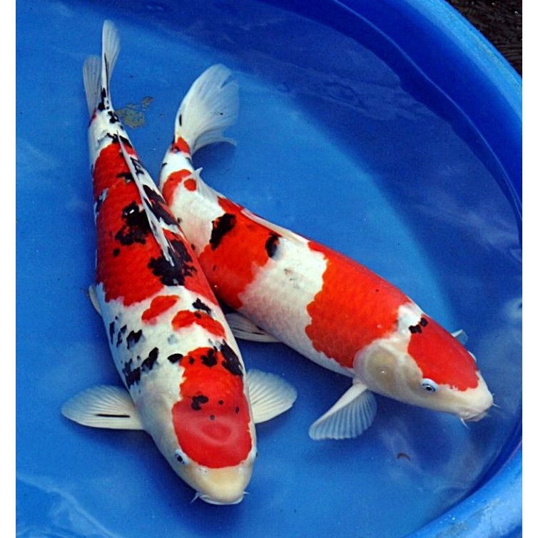 Ikan koi blitar size 10-12cm