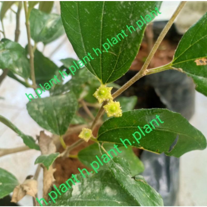 Pohon Buah Apel Putsa / Apel India