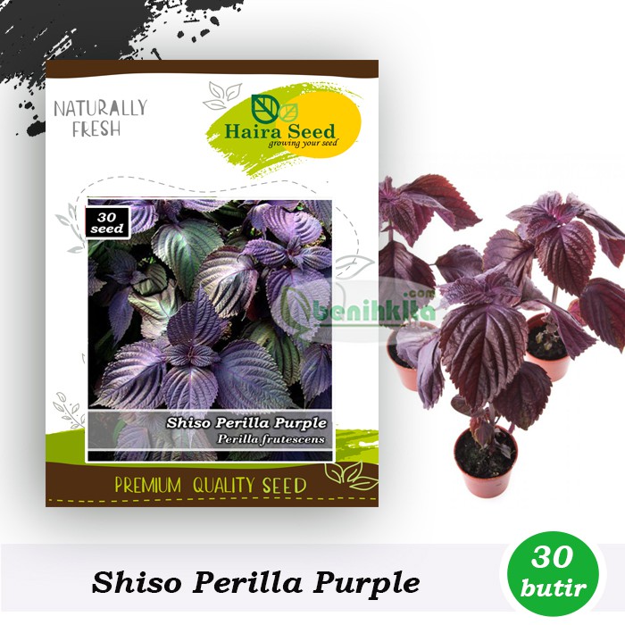 Benih-Bibit Shiso Perilla Purple/Merah (Haira Seed)