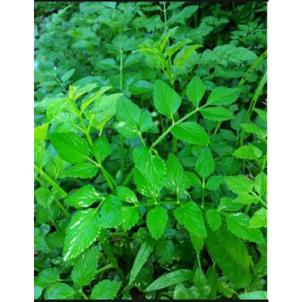 

Daun saledren /tespong segar 500 gram