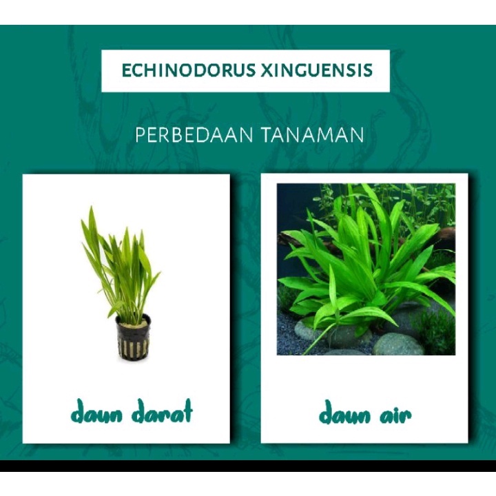 echinodorus xingu ( tanaman aquascape )