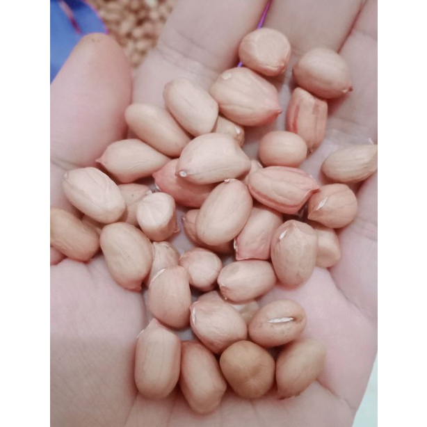 

KACANG TANAH MENTAH/KACANG TANAH MURAH/KACANG TANAH MADURA PAMEKASAN/KACANG TANAH KULIT MENTAH/KACANG TANAH MURAH