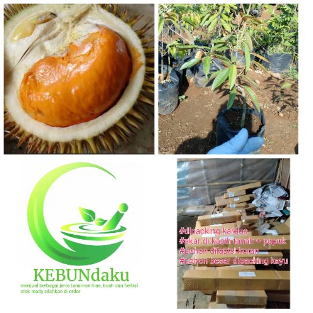 bibit pohon buah durian tembaga super - durian tembaga kalimantan