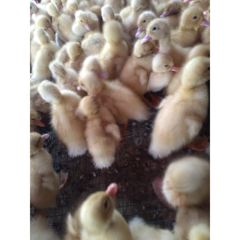 Peking - Bebek Pedaging (PEKING PUTIH) bebek peking | dod peking | anak bebek peking