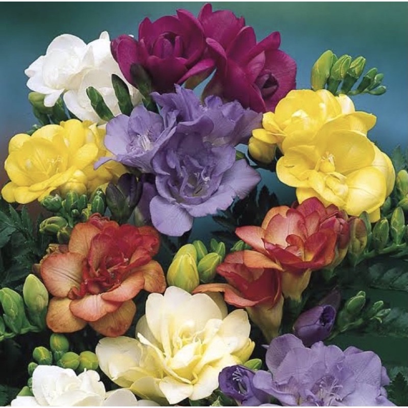 Parfum Ruangan Aroma Reed Diffuser Aesthetic Merk Josmine-GARDENIA