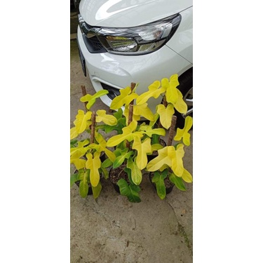 Bunga violin golden | pilodendron violin