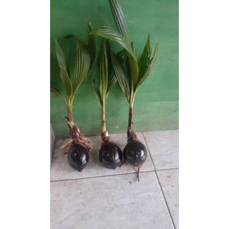 Bonsai kelapa bibit bonsai kelapa bonsai kelapa minion