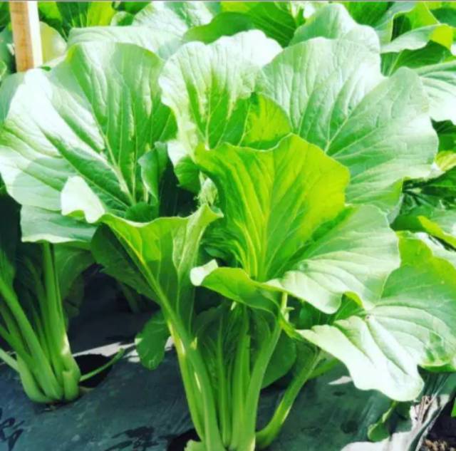 Benih Sawi Dora Hidroponik