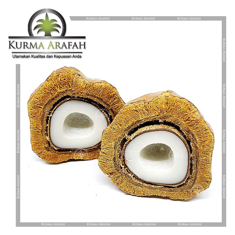 Buah Zuriat / Zuriat Promil 1 BUAH/BIJI ORIGINAL