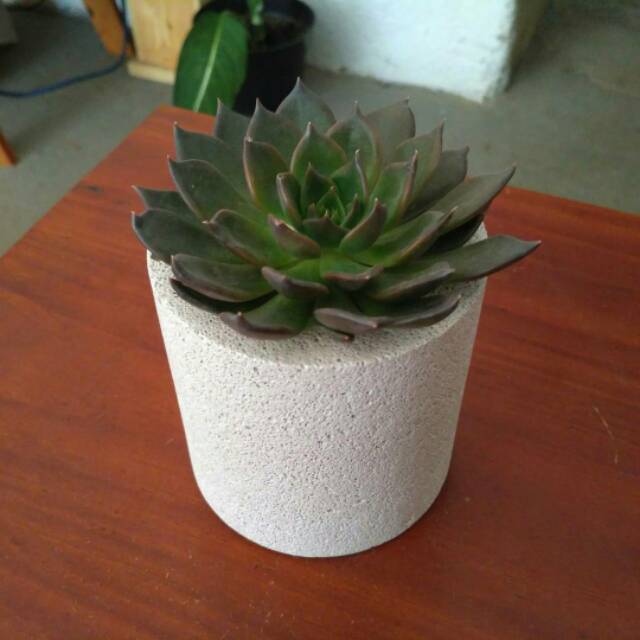 pot kaktus dan succulent silinder / tabung