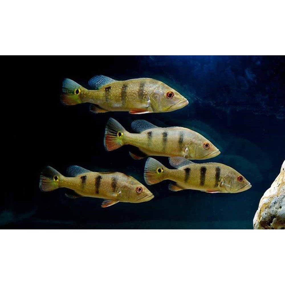 Ikan Pbass / Ikan Peacock Bass size 8-10 cm ikan hias