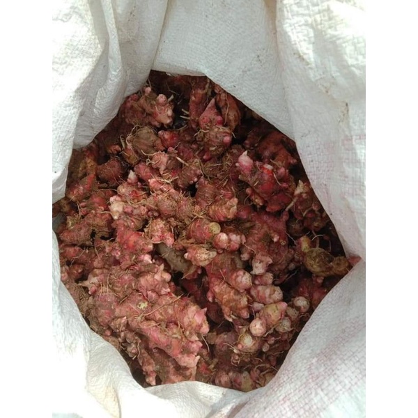 

jahe merah@1kg