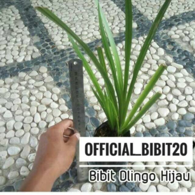 Tanaman Daun Dlingo || Bibit Dlingo