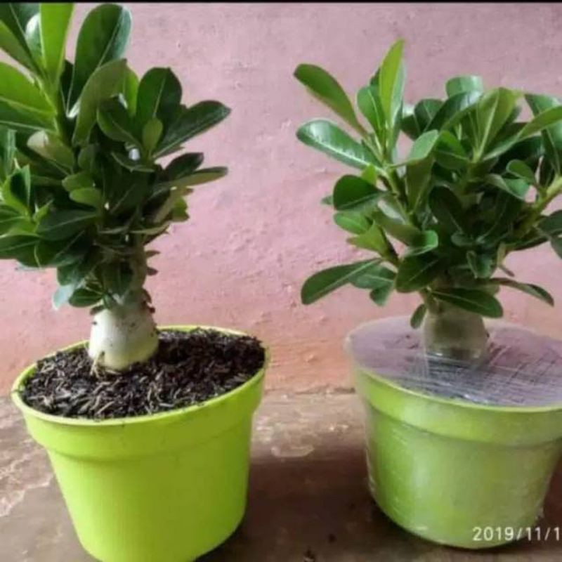 

Bibit bunga adenim bongsay- adenium kamboja jepang bonsay