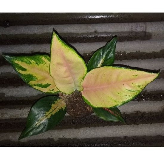 aglonema kochin tembaga