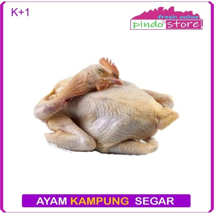 

AYAM KAMPUNG SEGAR