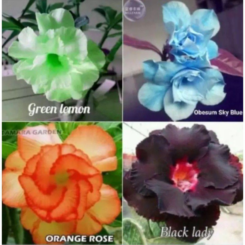 paket 4 Bibit adenium bunga tumpuk - adenium obseum - adenium kemboja jepang - Bibit pohon adenium