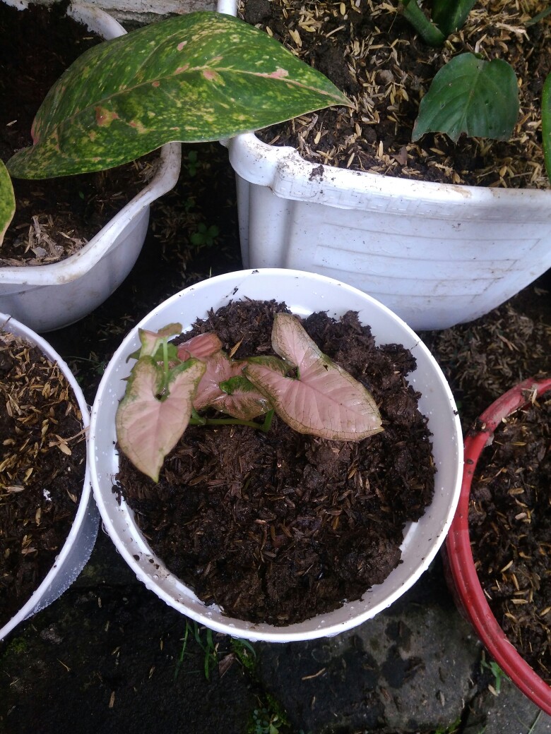 Syngonium neon Robusta - Tanaman Hias Singonium Pink / Indoorplant