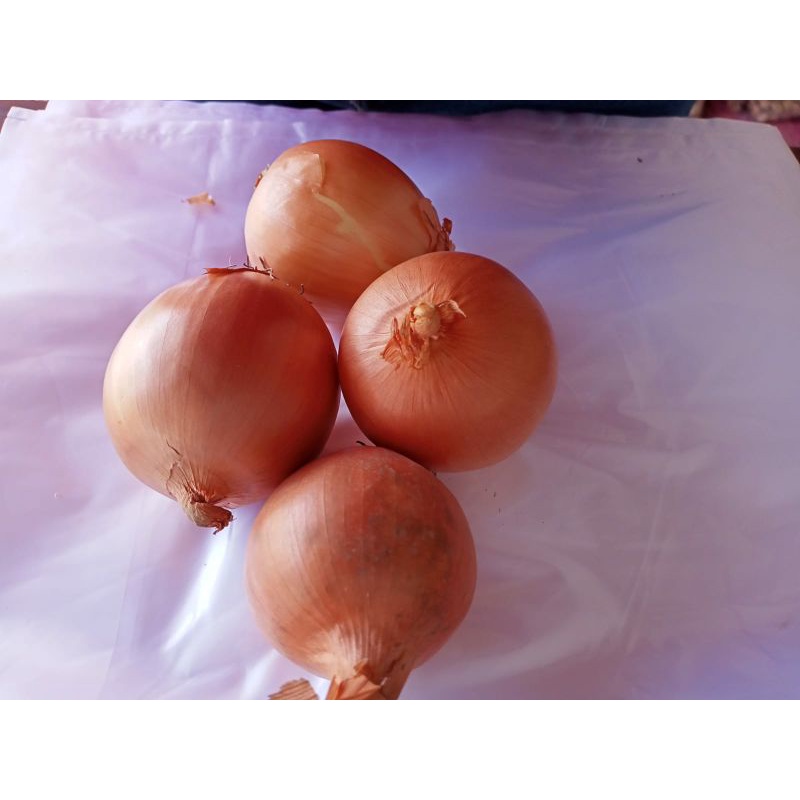 

bawang bombay 14000 /500gr