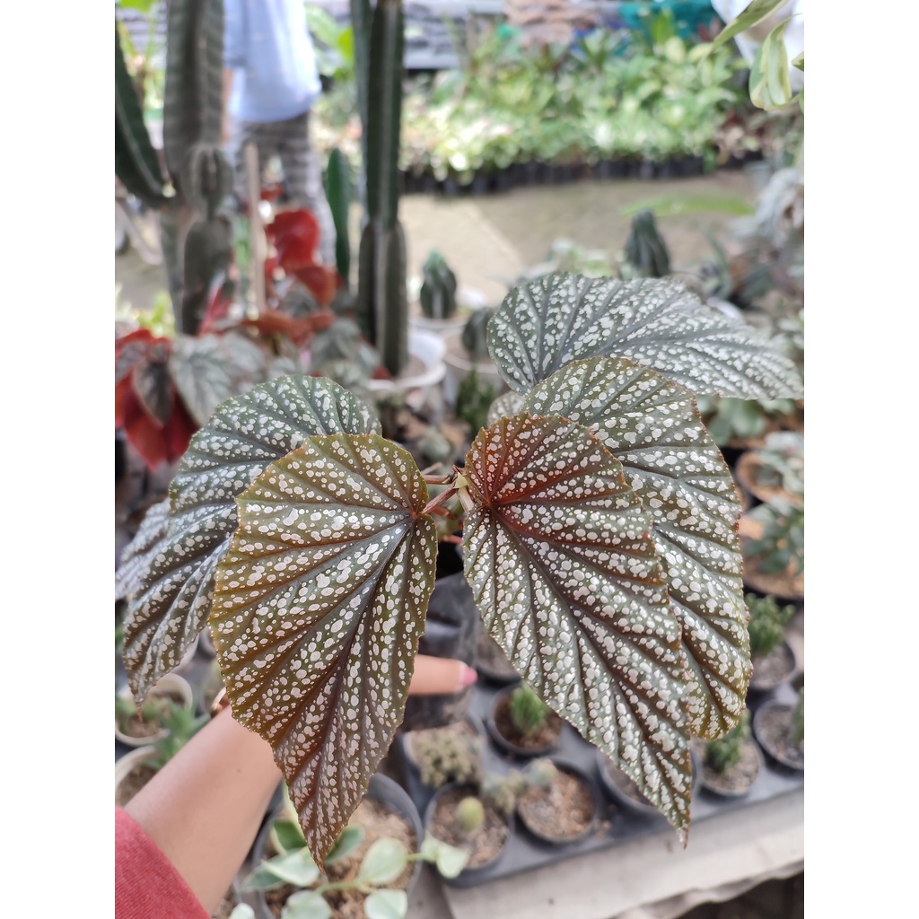 Tanaman Bunga Begonia Mutiara Tanaman Begonia Bintik Salju