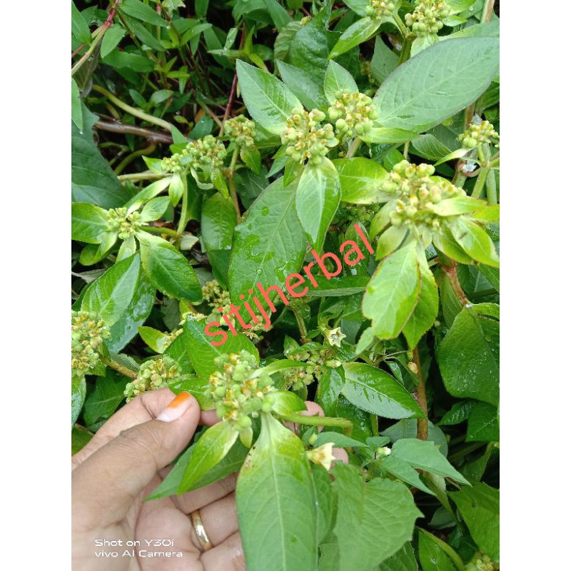 

daun kate mas / patik mas suduk mentul, / sena ( sunda )250 gram