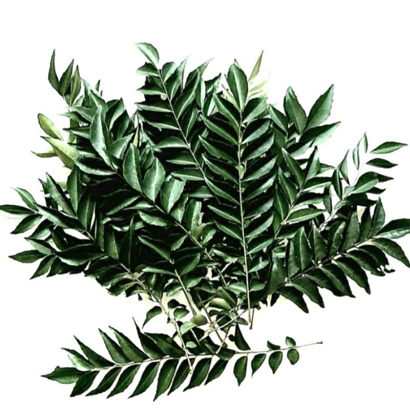 

daun kari segar
