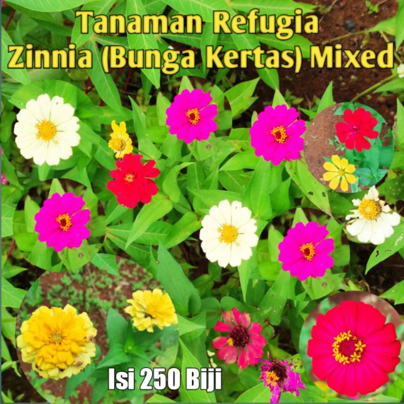 Jual Benih Refugia Bunga Zinnia Bunga Kertas Warna Campur Pink Merah Kuning Putih Orange Isi