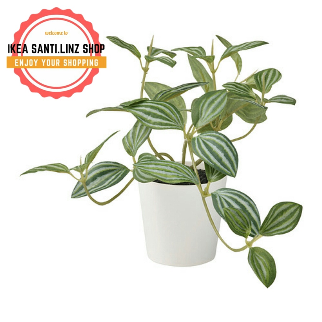 FEJKA Tanaman tiruan dalam pot dengan pot, peperomia dalam/luar ruang, 6 cm Artikel no 405.230.64
