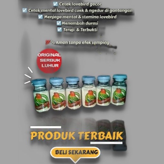 SERBUK LUHUR SF ORIGINAL PENGGACOR LOVEBIRD DEWASA MONCER JUARA DI GANTANGAN