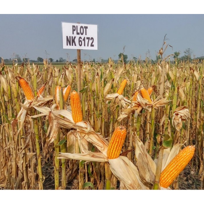 Jual Benih Jagung hibrida NK 6172 perkasa 1 KG Syngenta Indonesia|Shopee Indonesia