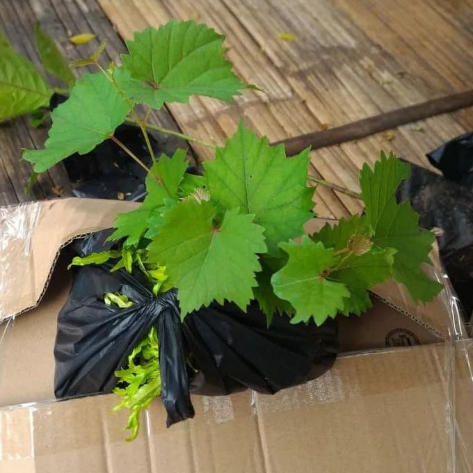 tanaman buah anggur rambat / bibit pohon buah anggur rambat