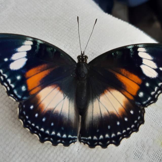 avuna