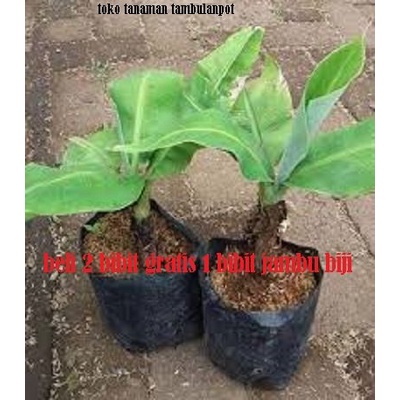 LAGI VIRAALL Bibit tanaman buah pisang raja bulu pisang manis murah TOP MARKOTOP