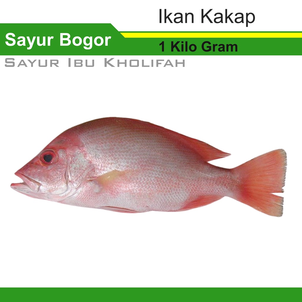 

Ikan Kakap Merah Super Segar 1 Kilo Gram Ikan Segar Bogor