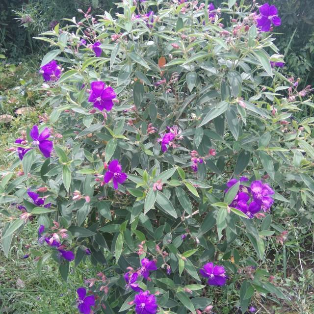 Tanaman bunga senggani