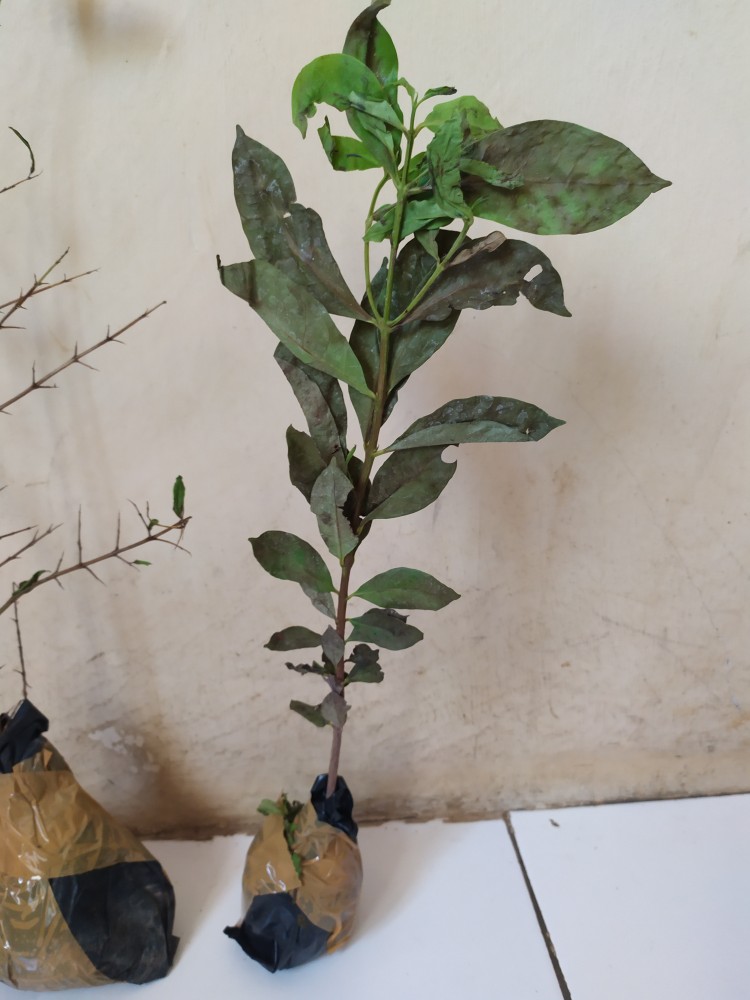 Bibit Tanaman Delima Mini Merah Hasil Cangkok Cepat Berbuah