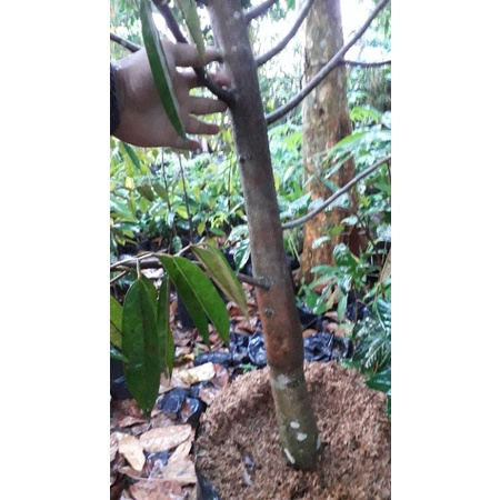 POHON DURIAN MONTONG TINGGI 2 METER BATANG BESAR