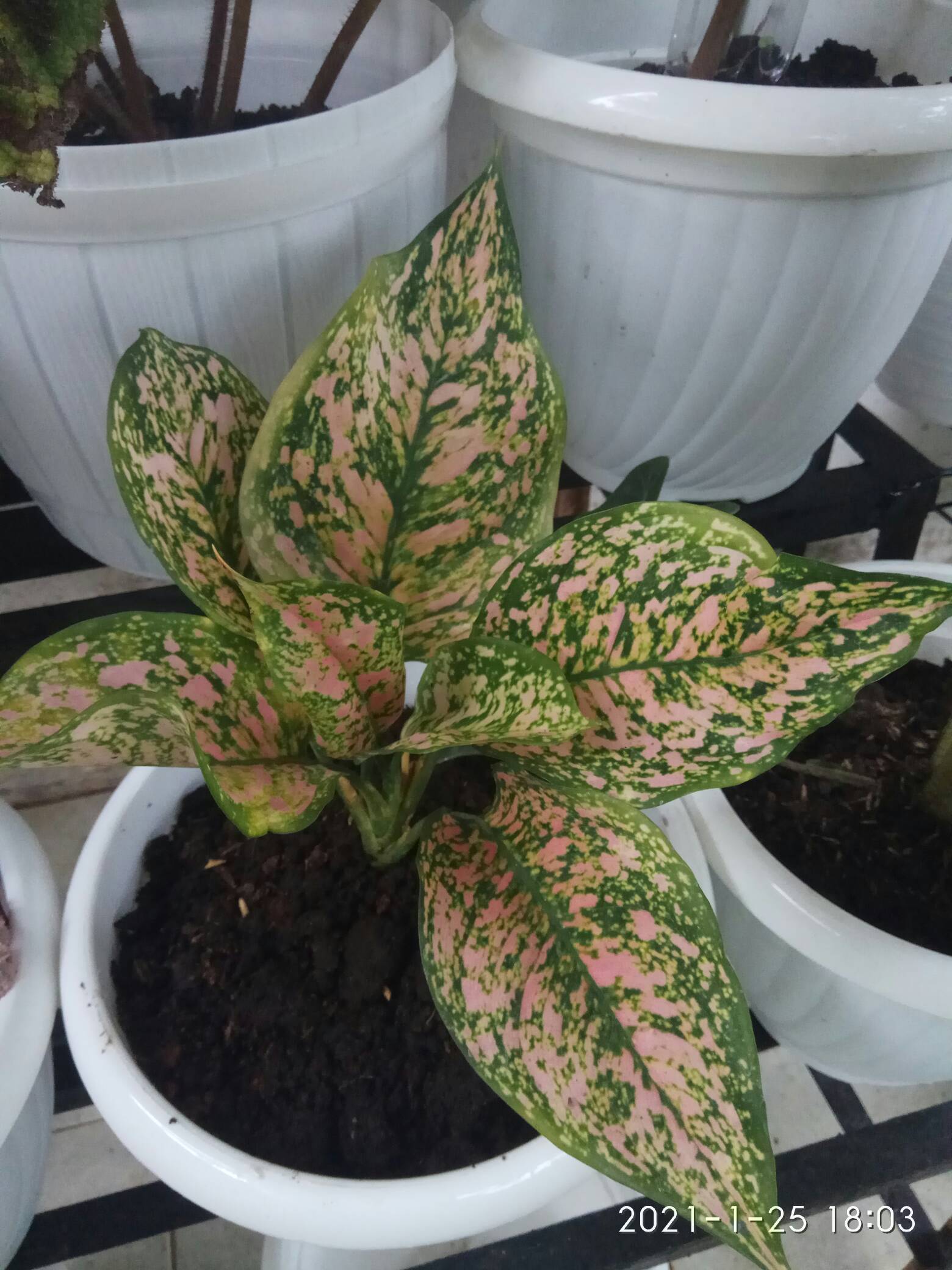 Tanaman Hias Aglonema Pink Ruby Aglonema Ruby Ukuran Remaja