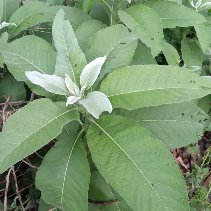 

Daun sembung segar 500gram