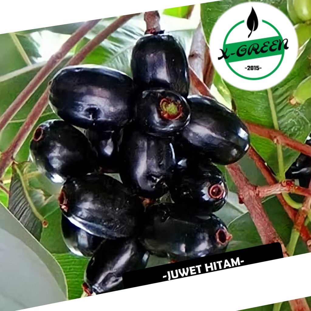 Pohon Juwet , Juwet Putih - (X-Green)